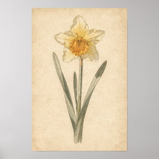 Narcis botanische print (Voorkant)