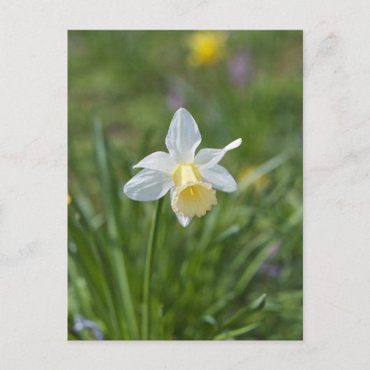 Narcis Briefkaart (Voorkant)