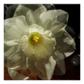 Narcis Dromen Perfect Poster (Voorkant)