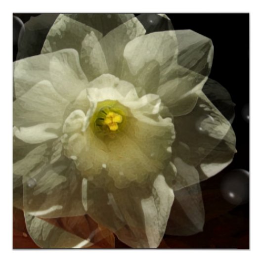 Narcis Dromen Perfect Poster (Voorkant)