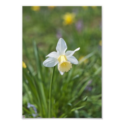 Narcis Foto Afdruk (Voorkant)