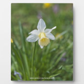 Narcis Fotoplaat (Voorkant)