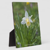 Narcis Fotoplaat (Zijkant)