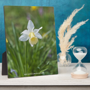 Narcis Fotoplaat