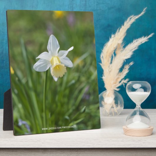 Narcis Fotoplaat (Zijkant)