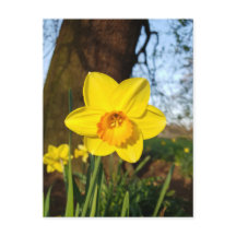 Narcis in de Park Ansichtkaart