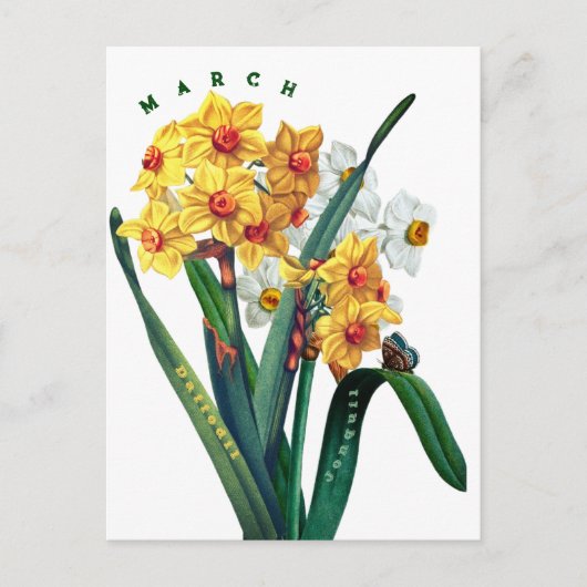 Narcis maart bloemen briefkaart (Voorkant)