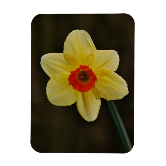 Narcis magneet (Verticaal)