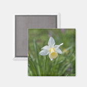 Narcis Magneet (Voorkant / Achterkant)