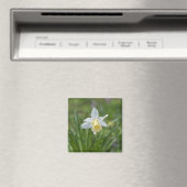 Narcis Magneet (Insitu (Vaatwasser))