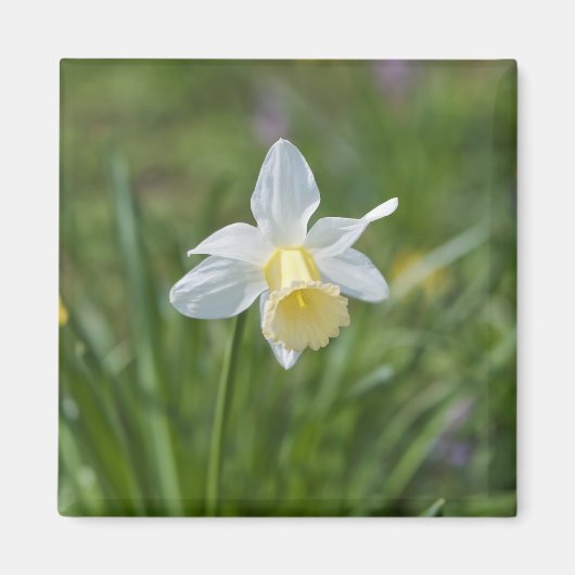 Narcis Magneet (Voorkant)