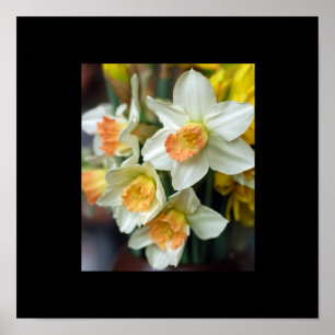 Narcis Poster