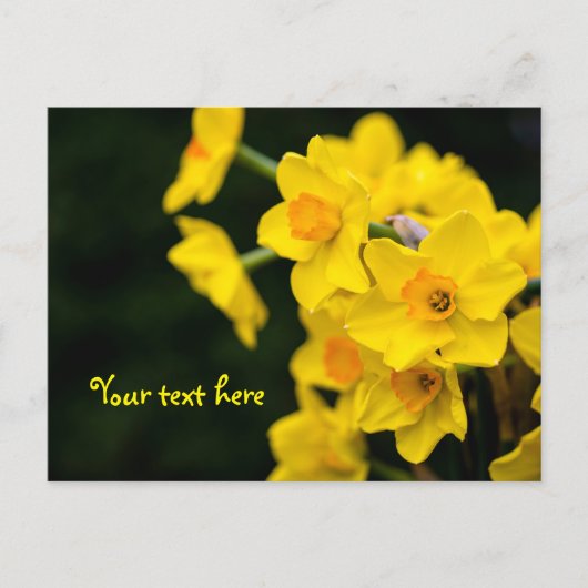 Narcissen ansichtkaart briefkaart (Voorkant)