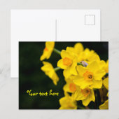 Narcissen ansichtkaart briefkaart (Voorkant / Achterkant)