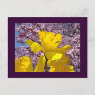 Narcissen Bloemen Lente ansichtkaarten Roze Bloese Briefkaart