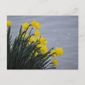 Narcissen briefkaart