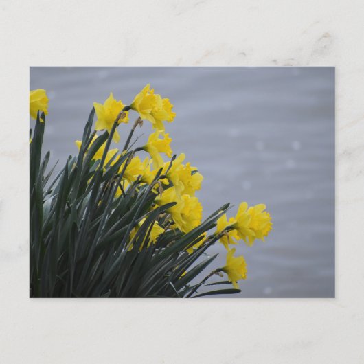 Narcissen briefkaart (Voorkant)
