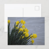 Narcissen briefkaart (Voorkant / Achterkant)