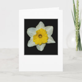 Narcissen Close-up Lege Wenskaart Kaart