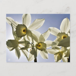 Narcissen die bloeien met een lente blauwe lucht  briefkaart