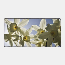 Narcissen die bloeien met een lente blauwe lucht  bureaumat