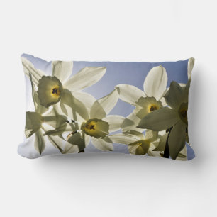 Narcissen die bloeien met een lente blauwe lucht  kussen