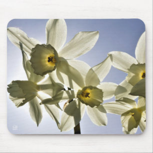 Narcissen die bloeien met een lente blauwe lucht muismat