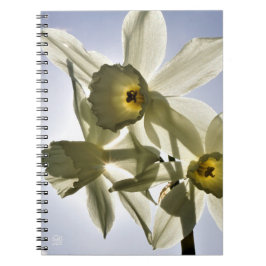Narcissen die bloeien met een lente blauwe lucht  notitieboek
