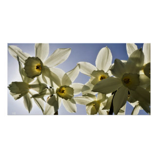 Narcissen die bloeien met een lente blauwe lucht  perfect poster