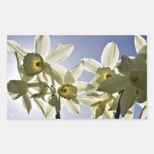 Narcissen die bloeien met een lente blauwe lucht rechthoekige sticker