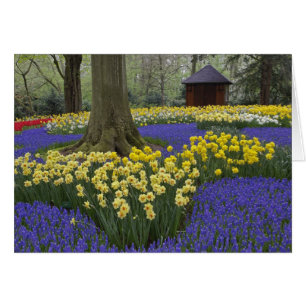 Narcissen, druifhyacint en tulpen tuin,
