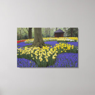 Narcissen, druifhyacint, en tulpen tuin, canvas afdruk