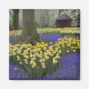 Narcissen, druifhyacint en tulpen tuin, magneet