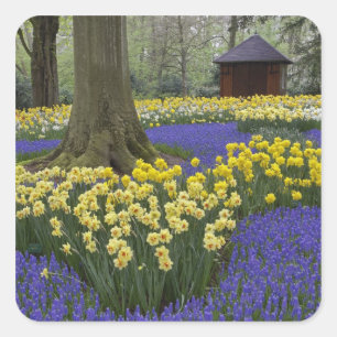 Narcissen, druifhyacint en tulpen tuin, vierkante sticker