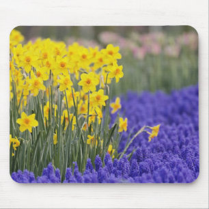 Narcissen en druifhyacint, Keukenhof 3 Muismat