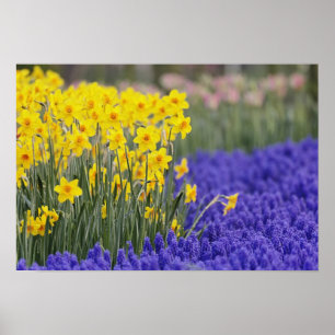 Narcissen en druifhyacint, Keukenhof 3 Poster