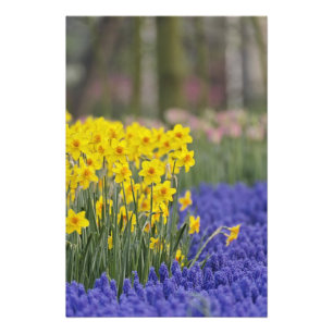Narcissen en druifhyacint, Keukenhof Foto Afdruk