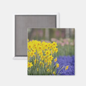 Narcissen en druifhyacint, Keukenhof Magneet (Voorkant / Achterkant)