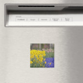 Narcissen en druifhyacint, Keukenhof Magneet (Insitu (Vaatwasser))