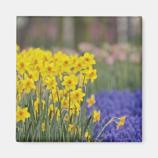 Narcissen en druifhyacint, Keukenhof Magneet (Voorkant)