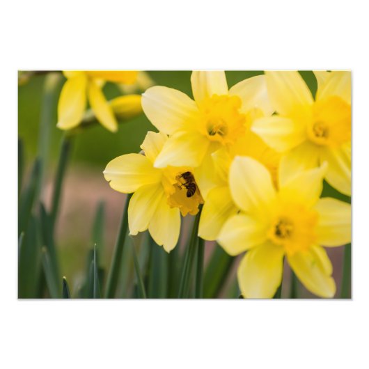 Narcissen Foto Afdruk (Voorkant)