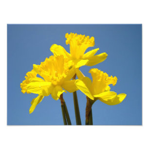 Narcissen Fotografie natuur kunstprints Blauwe Luc Foto Afdruk