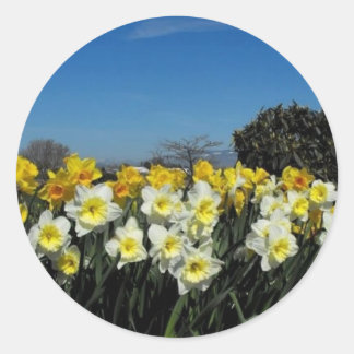 narcissen in de lente ronde sticker