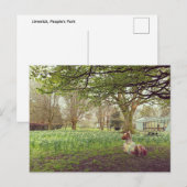 Narcissen in Limerick Briefkaart (Voorkant / Achterkant)