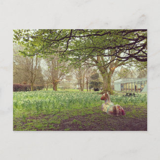 Narcissen in Limerick Briefkaart
