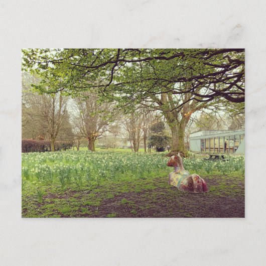 Narcissen in Limerick Briefkaart (Voorkant)