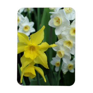 Narcissen Magneet