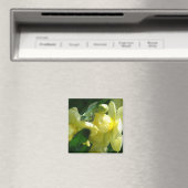 Narcissen Met Waterdruppels Magneet (Insitu (Vaatwasser))