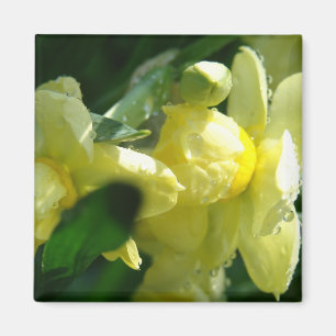 Narcissen Met Waterdruppels Magneet