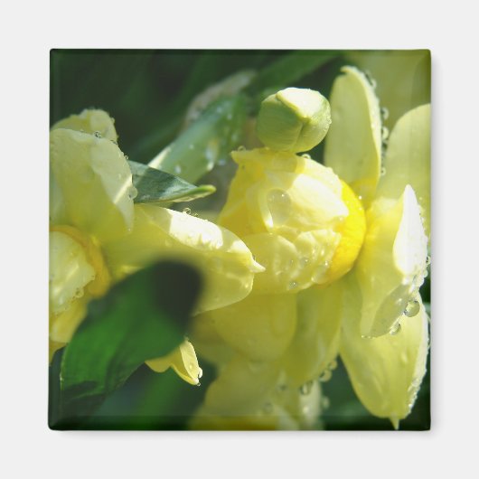 Narcissen Met Waterdruppels Magneet (Voorkant)